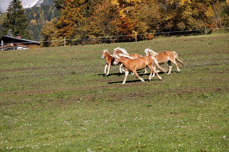 Bio-Bauernhof Einberghof Appartement Pfarrwerfen Buitenkant foto